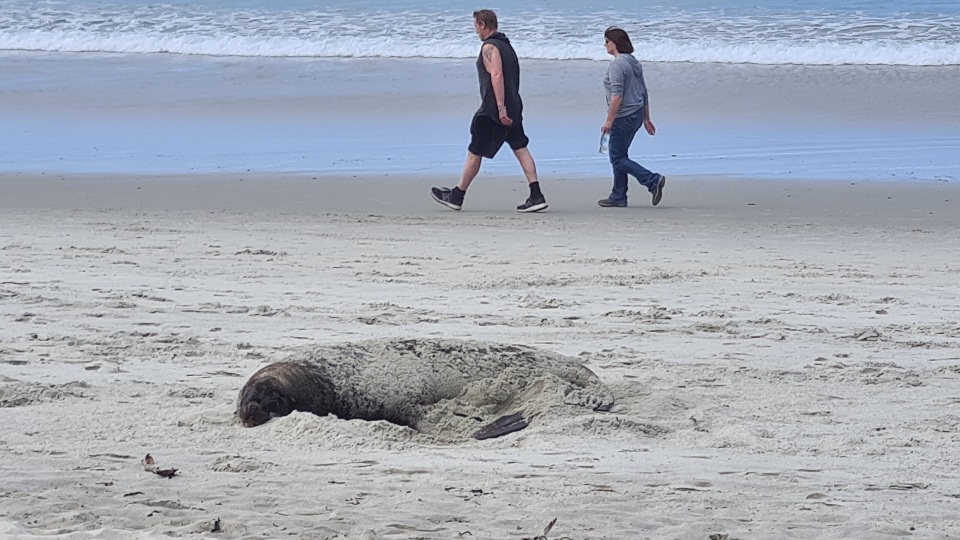 Keep your distance when pakake are napping or with their pups. Image: LEARNZ.