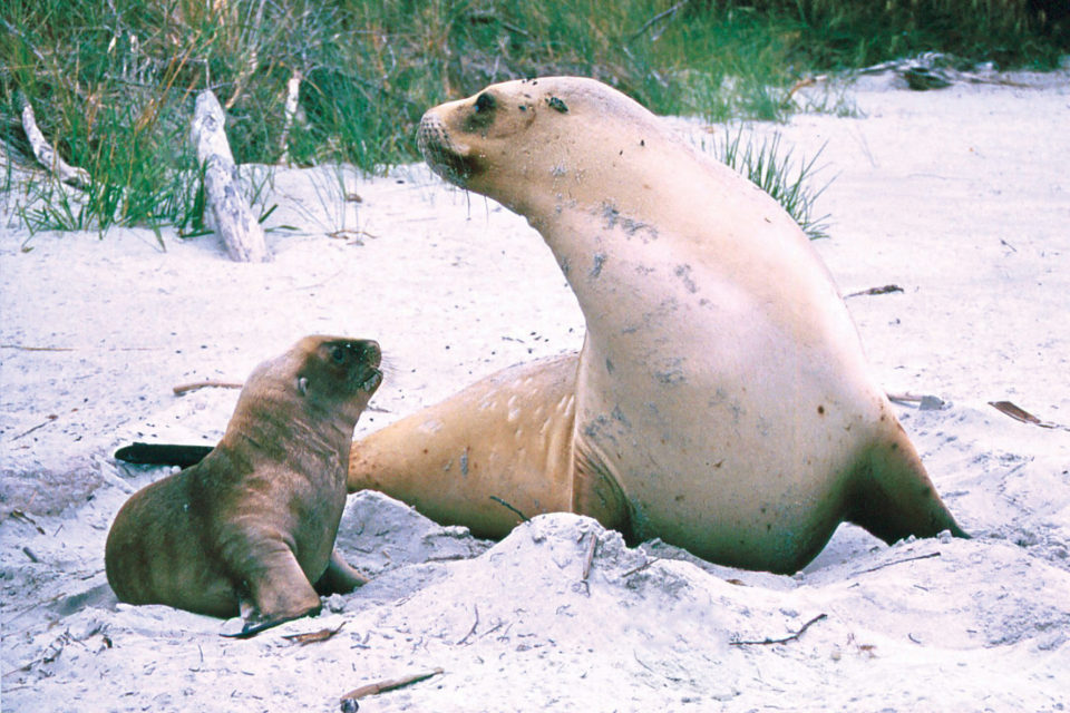 Pups are born in December and January, and stick close to mother for a year. Image: New Zealand Sea Lion Trust.