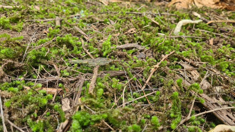 Weeds like this African club moss threaten our natural areas. Image: LEARNZ.