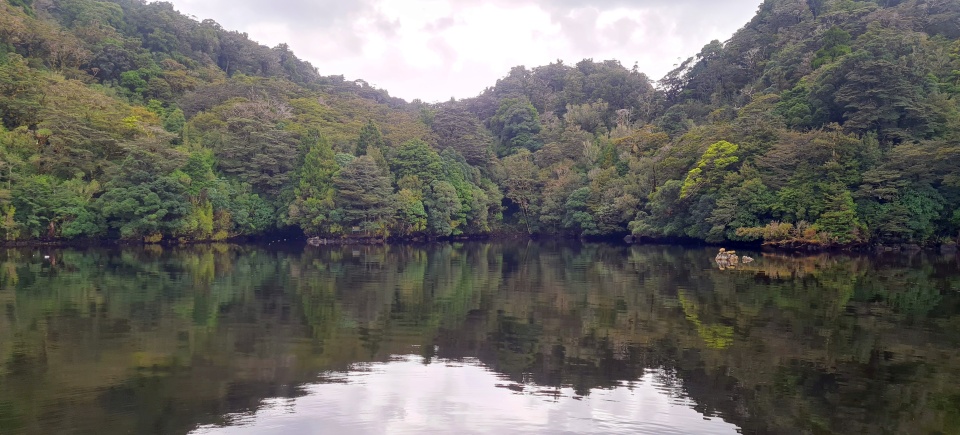 Much of Fiordland is covered with ancient and mature stands of southern beech and podocarp trees, some of which are over 800 years old. Image: LEARNZ.