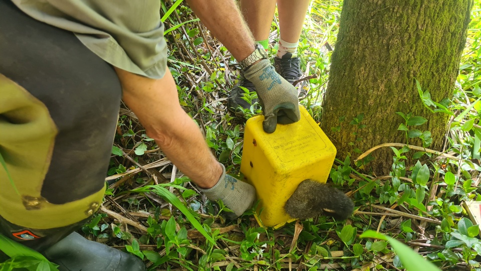 Community restoration is helping to reduce introduced animal numbers in the reserve. Image: LEARNZ.