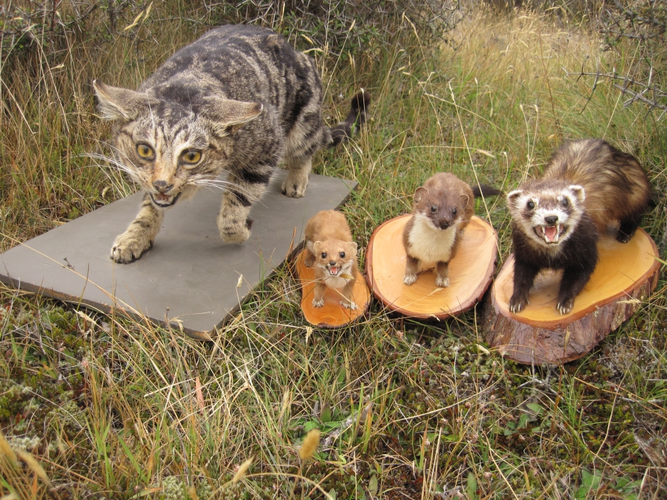 The cat, weasel, stoat and ferret are predators that threaten native species. Image: LEARNZ.