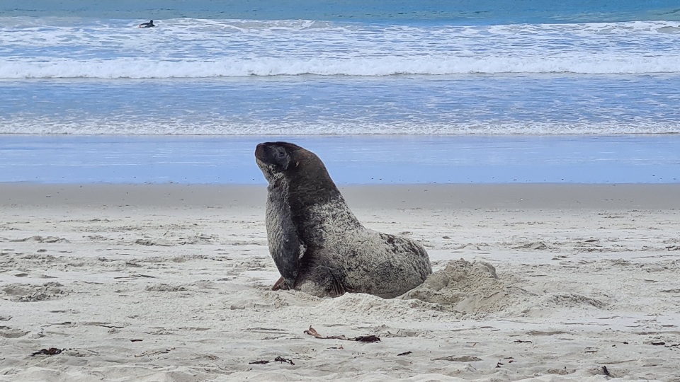 Pakake were and still are valued as a taoka species by Ngāi Tahu whānui. Image: LEARNZ.