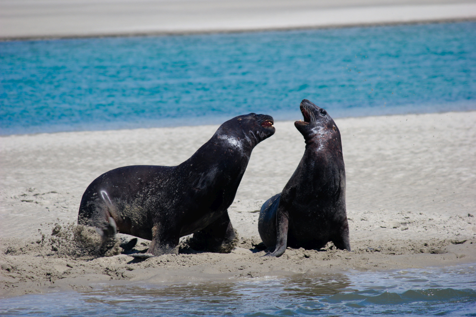 Young male pakake can be like mischievous teenagers! Image: New Zealand Sea Lion Trust.