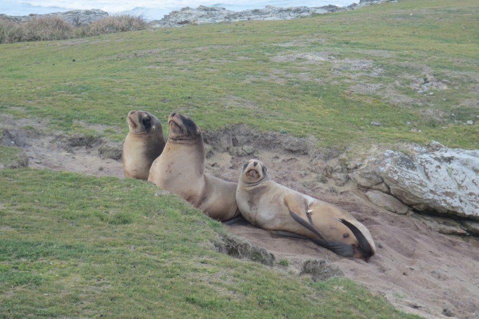 In te reo Māori, female sea lions are known as kake. Image: New Zealand Sea Lion Trust.