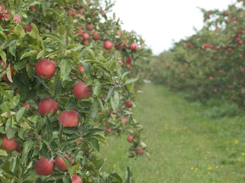 Breeding red-fleshed apples – introduction — Science Learning Hub