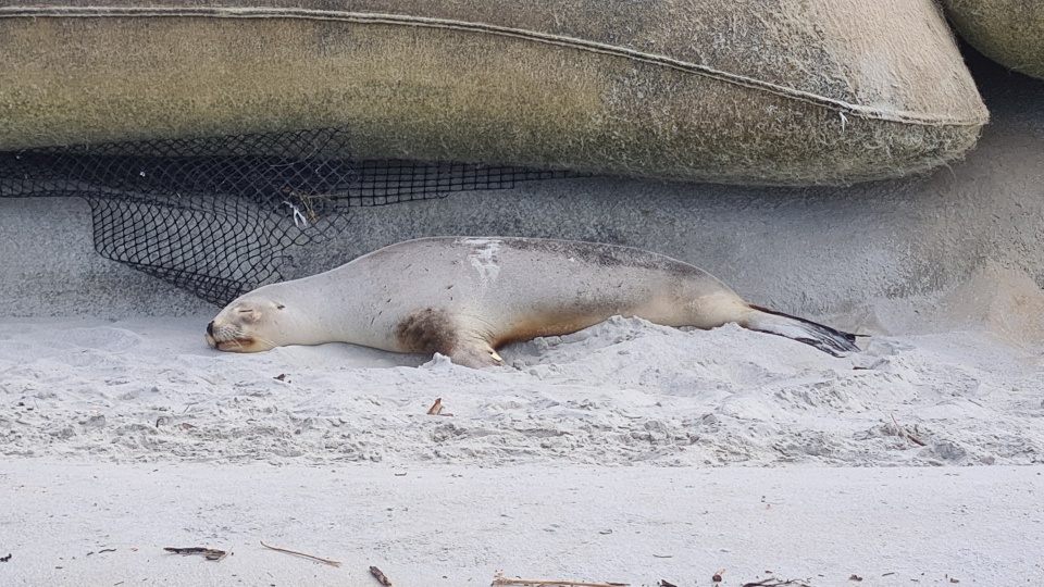 Keep an eye out for camouflaged kake female sea lions hiding in the dunes. Image: LEARNZ.