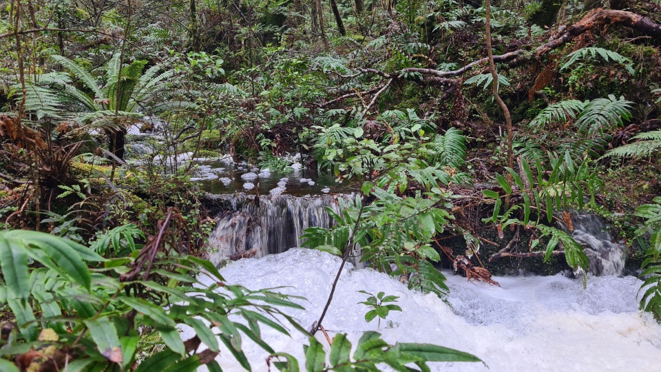 The aim is for Tamatea Dusky Sound to be one of the most intact ecosystems on Earth. Image: LEARNZ.