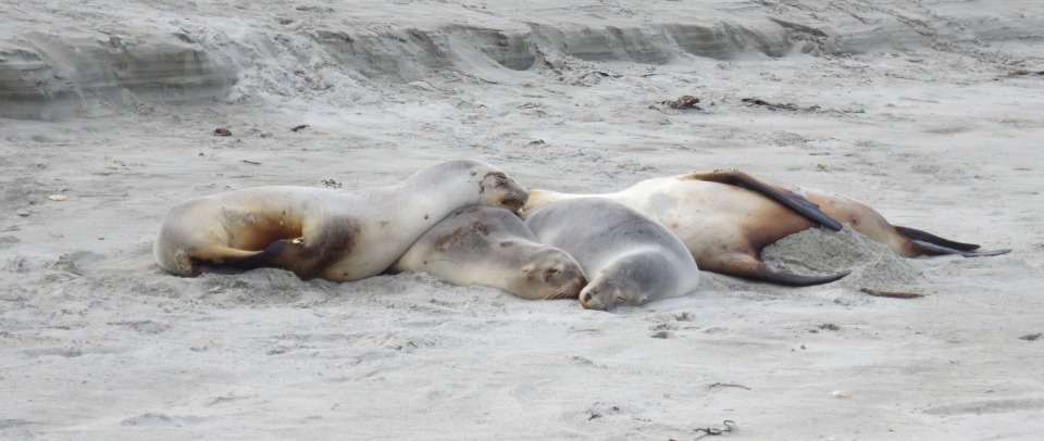 Pakake New Zealand sea lions are super rare and can only be found in cool places like Aotearoa New Zealand and the sub-Antarctic Islands. Image: New Zealand Sea Lion Trust.