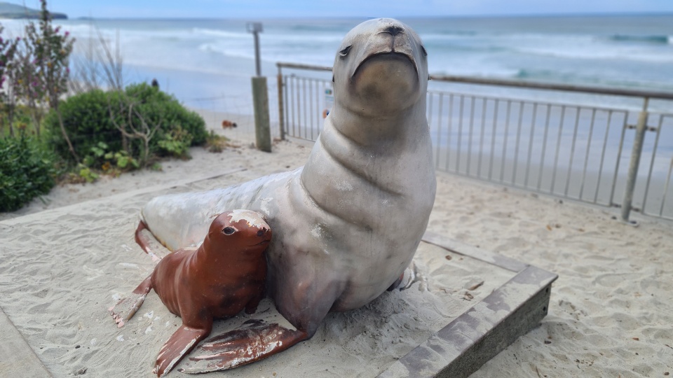 The pakake legend known as 'Mum' was probably the first sea lion to give birth on mainland Aotearoa since sealing ended in the 1800s. Image: LEARNZ.