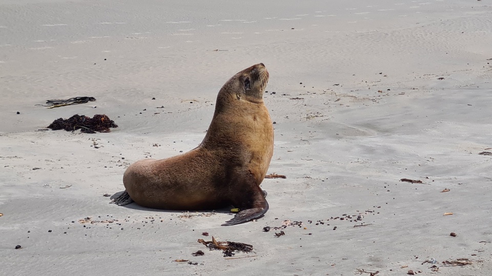 Seals and sea lions are like the cool kids of the mammal world – they rock fur, breathe air, and are total land pros. Image: LEARNZ.
