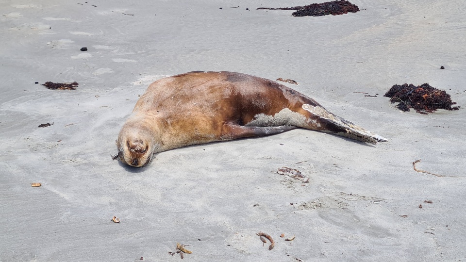 Seals and sea lions are part of the "pinniped" crew, sporting streamlined bodies and flippers. Image: LEARNZ.