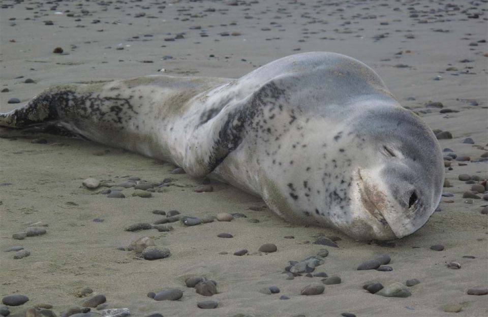 Popoiangore, the leopard seal, is a regular visitor from the Antarctic. Image: Brent Tandy | Department of Conservation.