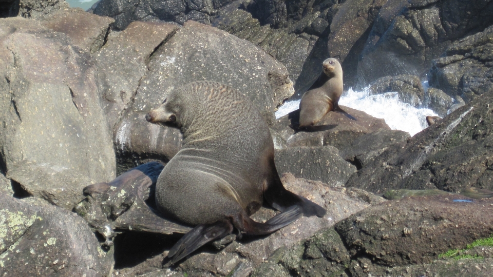 Eared seals, like kekeno, have external ears and hind flippers they can turn forward under the body and walk on. Image: LEARNZ.