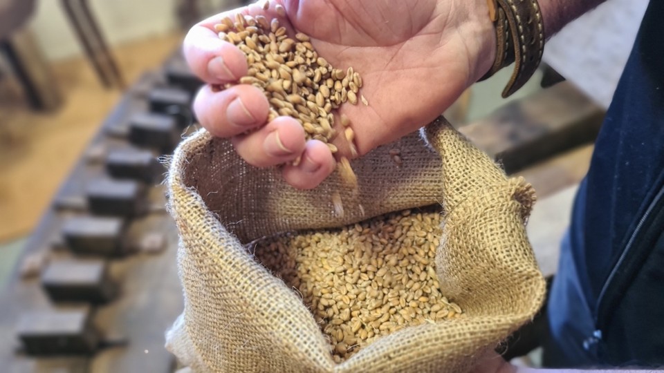 Te Waimate farm contributed to New Zealand’s current food and farming practices by being one of the places to trial growing a bit of everything. Image: LEARNZ.