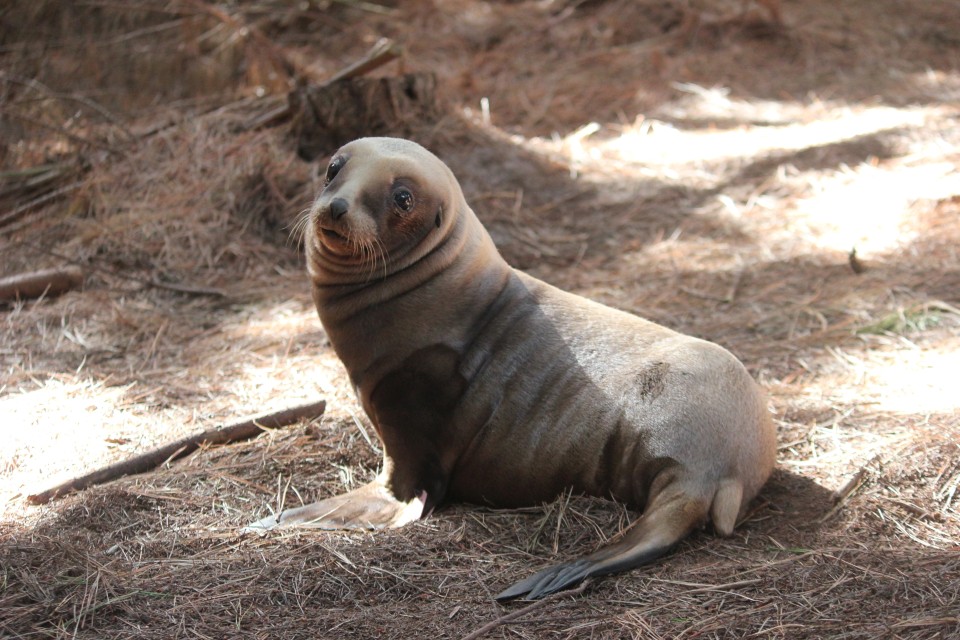 Sea lion pups face a number of threats on their way to adulthood. Image: New Zealand Sea Lion Trust.