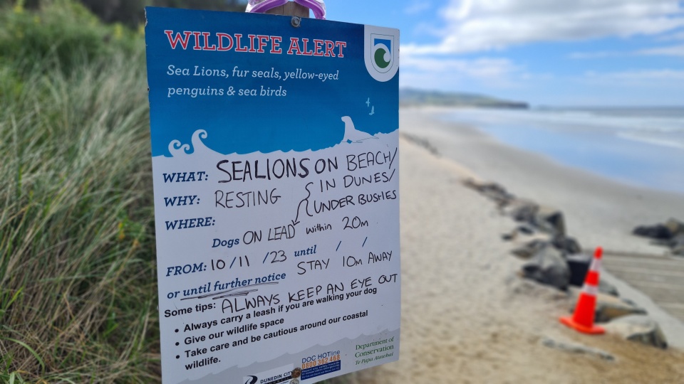 Let's give our sea lion buddies and other wildlife space and respect. Image: LEARNZ.