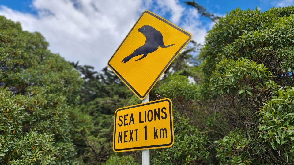 Keep a lookout for sea lions on roads if you see these signs. Image: LEARNZ.