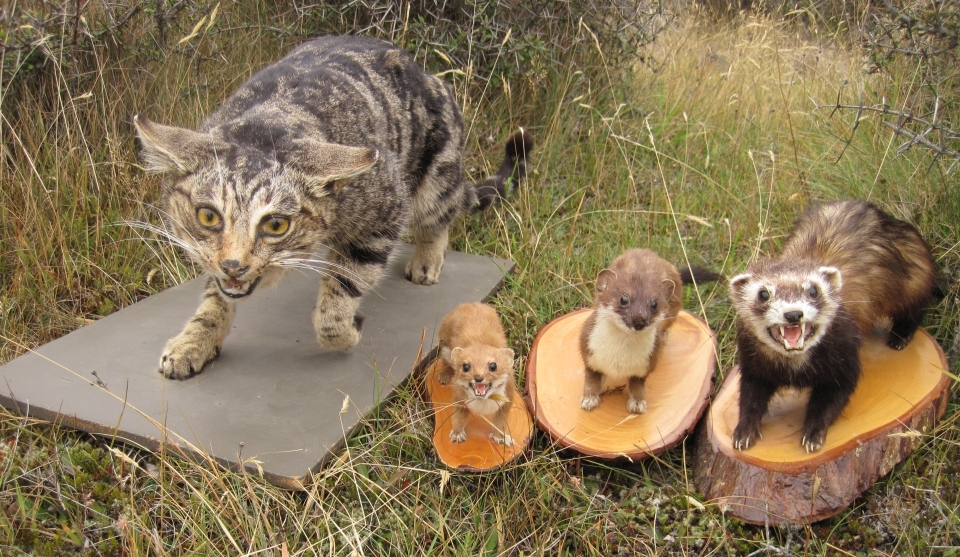 Throughout Aotearoa New Zealand, many introduced land mammals are now pests. Image: LEARNZ.
