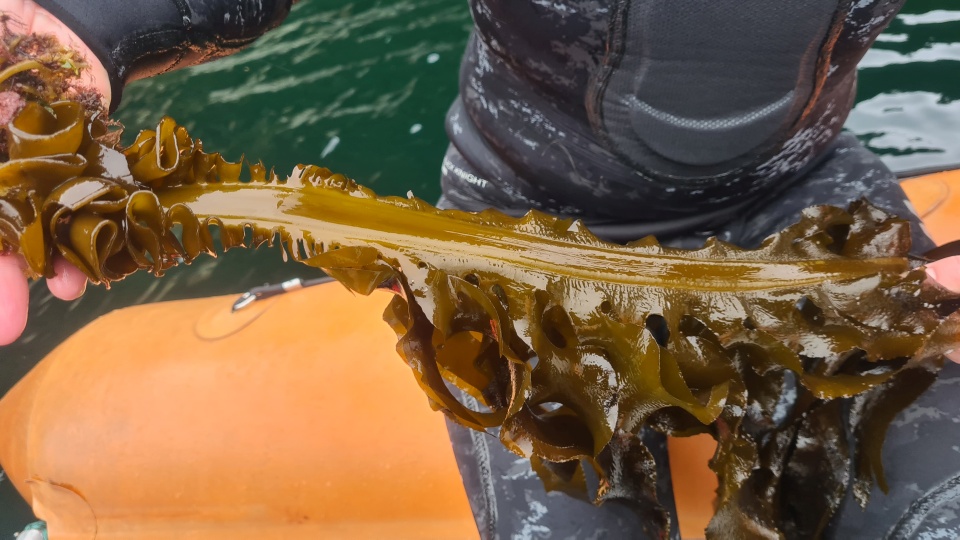 Often called 'the gorse of the sea', Undaria has the potential to significantly impact Fiordland’s unique marine environment. Image: LEARNZ.