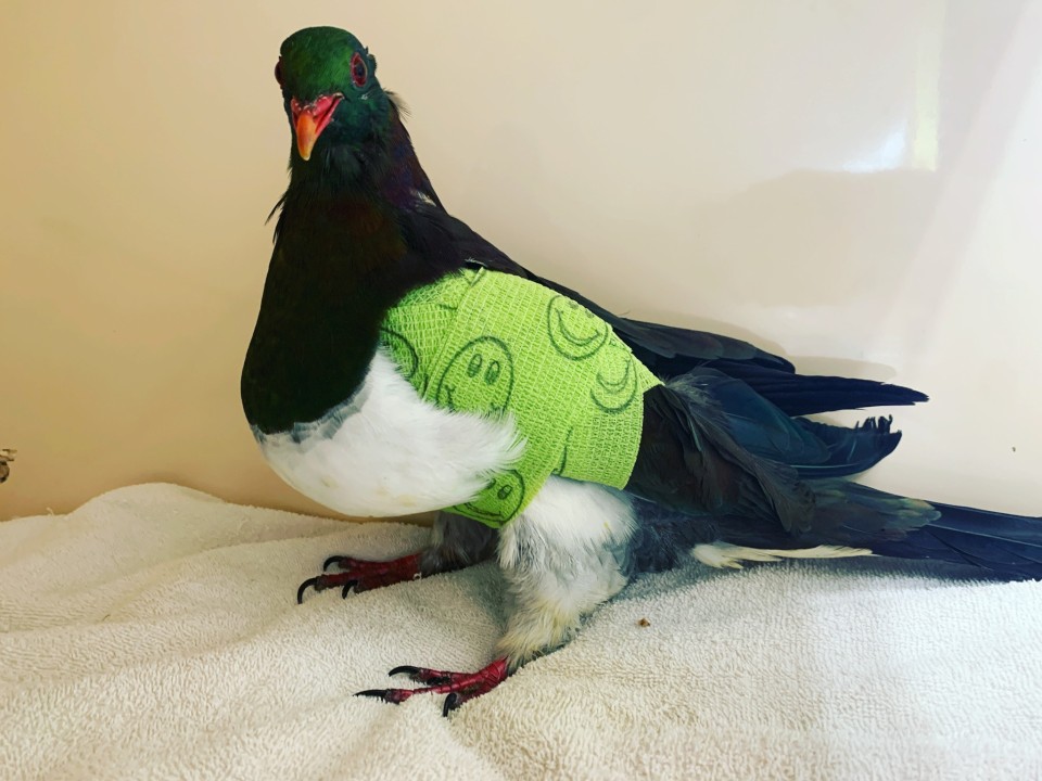 Kererū are common patients at the hospital as they often fly into windows. Image: Wildlife Hospital Dunedin.
