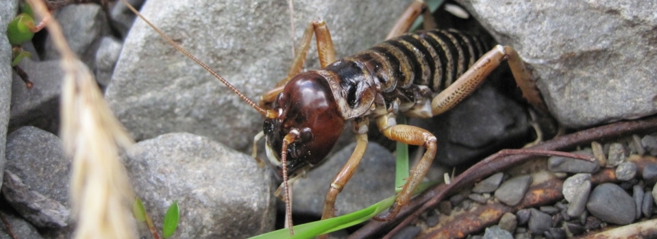 Bioblitz 2019 - stone wētā