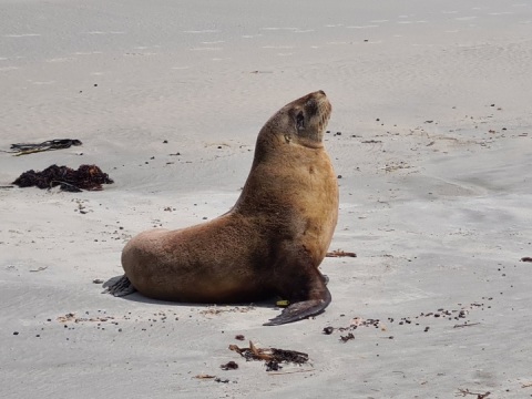 Seals and sea lions of Aotearoa.