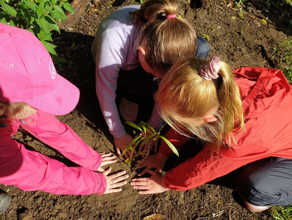 Planting natives helps to restore ecosystems and absorb carbon dioxide to reduce climate change impacts. Image: LEARNZ.