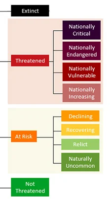 Threat classification in Aotearoa New Zealand. Image: DOC.
