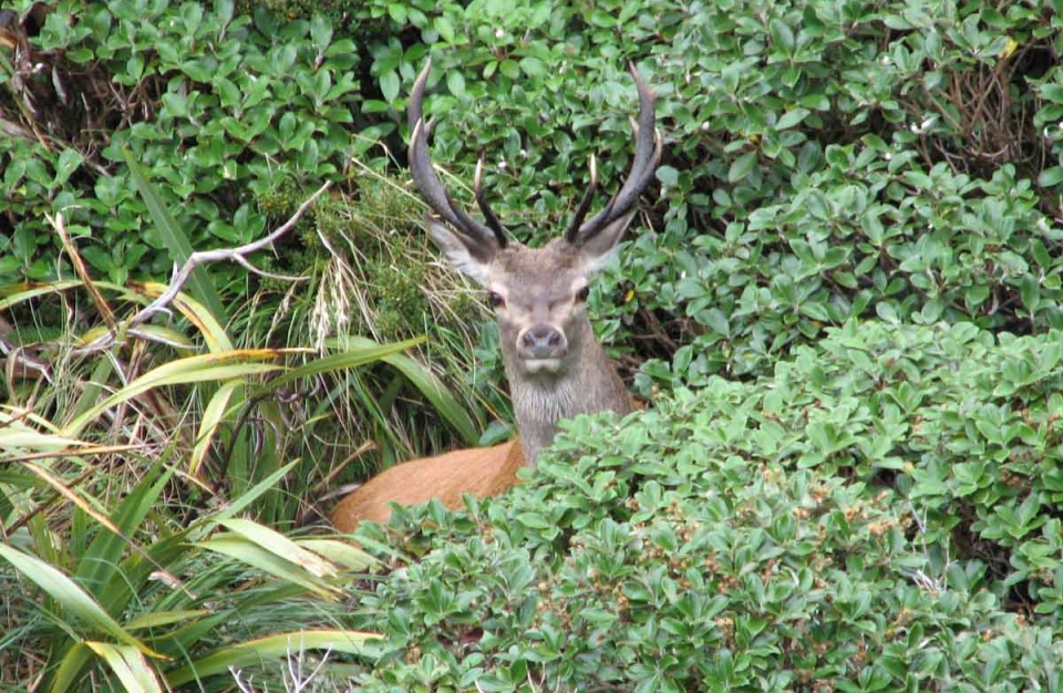 Red deer are one of the pest animals found in Fiordland. Image: DOC.