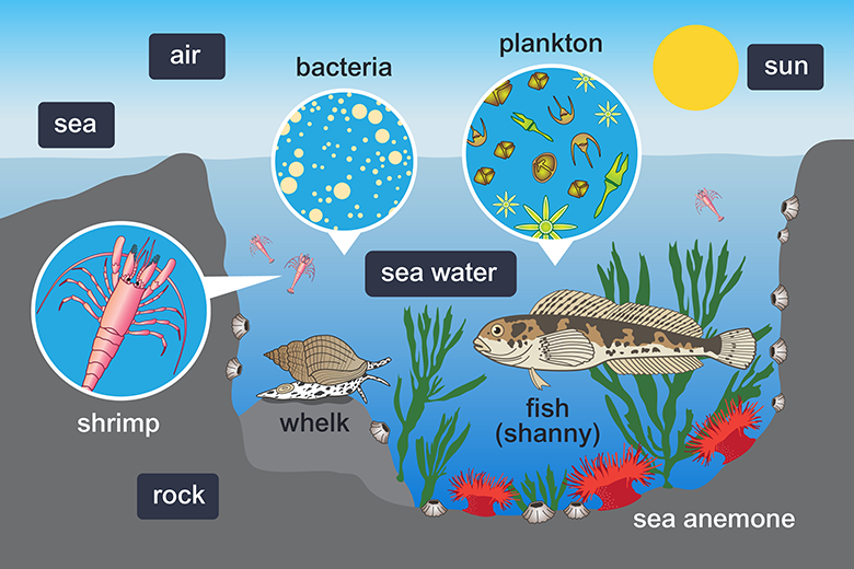 This diagram of a marine ecosystem includes the living and non-living elements which interact and are interconnected. Image: Open University.