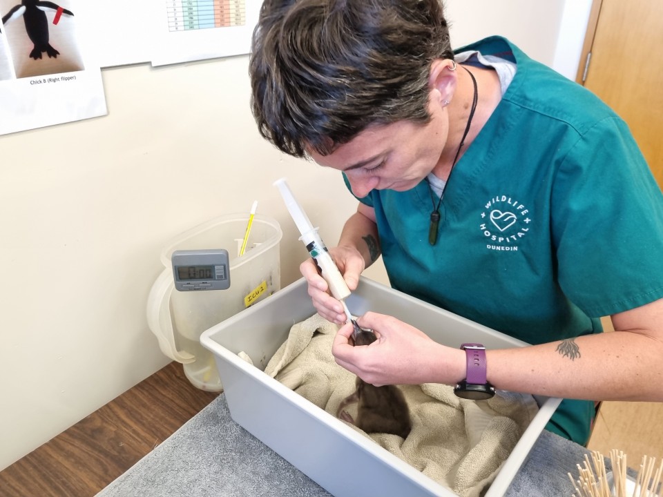 Many of the patients at the Wildlife Hospital need to be feed a special diet, such as this hoiho chick being feed fish slurry. Image: LEARNZ. 