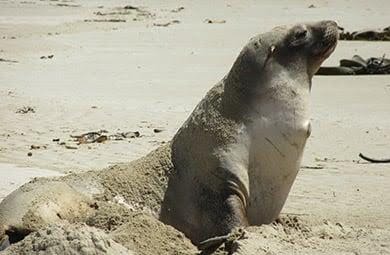 female sea lion