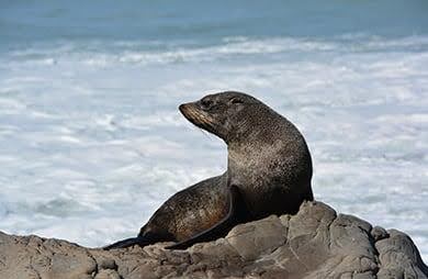 female fur seal