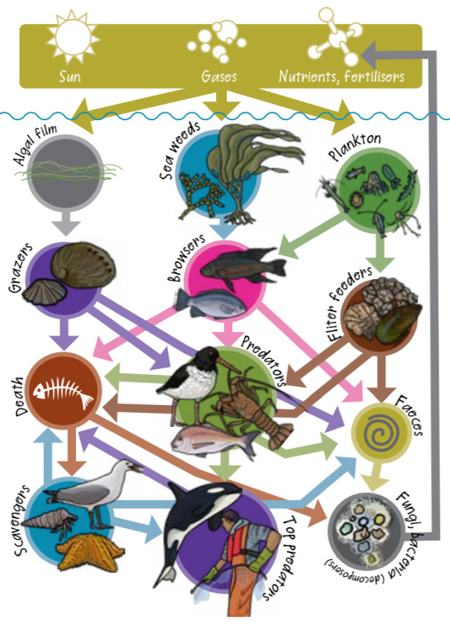 ocean decomposers