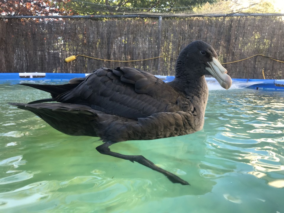 Sea birds such as this southern giant petrel need time in the therapy pool to recover. Image: Wildlife Hospital Dunedin.