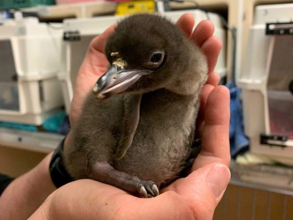 Hoiho are one of the most frequently admitted patients at the Wildlife Hospital Dunedin. Image: Wildlife Hospital Dunedin.