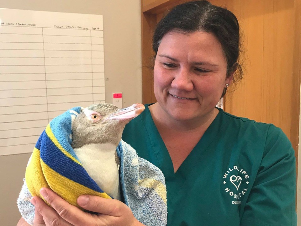 Hoiho are endemic to Aotearoa New Zealand and one of the rarest penguins in the world. Image: Wildlife Hospital Dunedin.