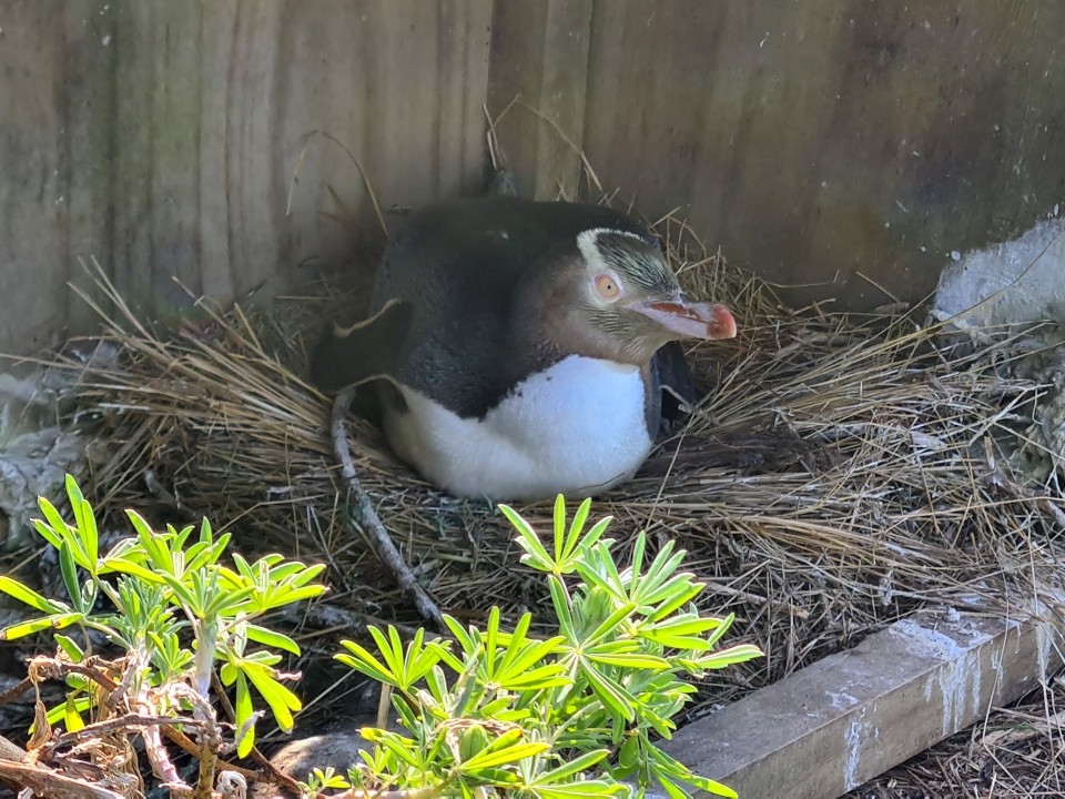 Muaupoko the Otago Peninsula is home to one of the world's rarest penguins, the hoiho. Image: LEARNZ.