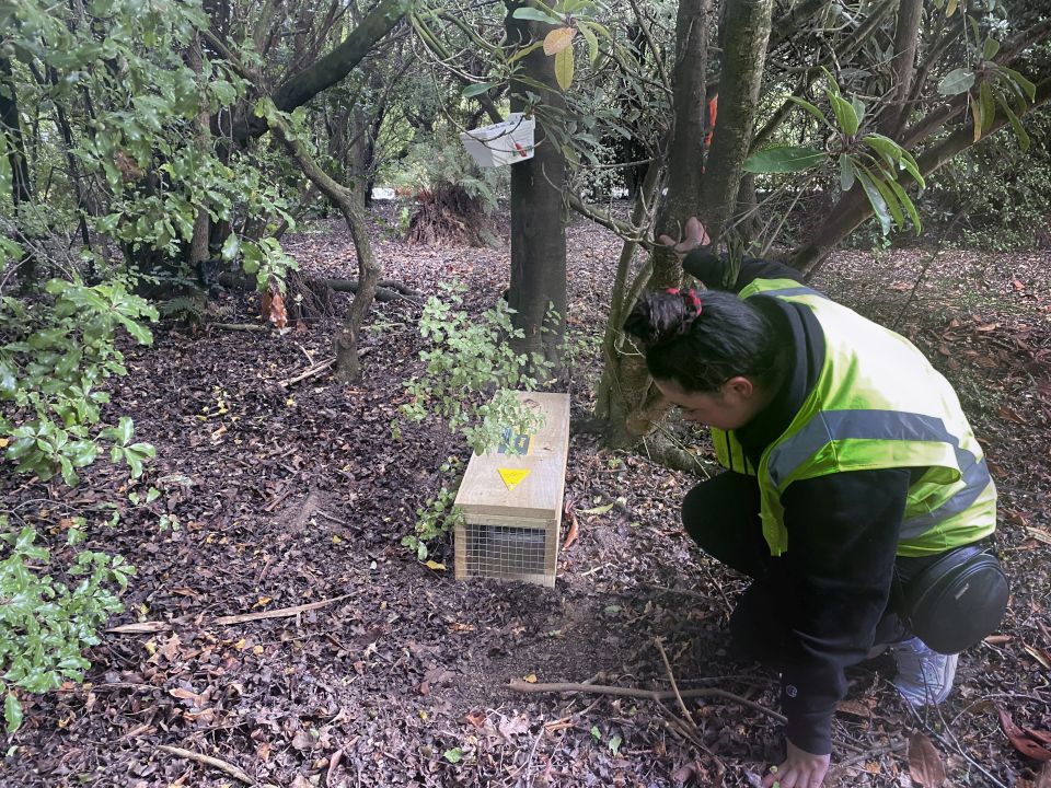 Pests will be trapped to help restore the Hokonui Hills. Image: Hokonui Rūnanga.