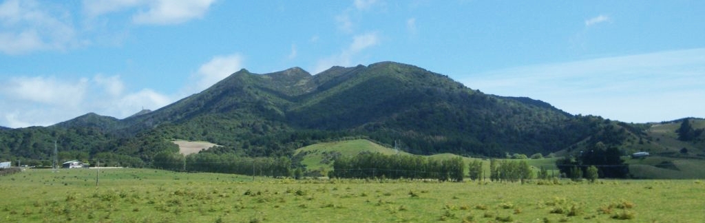 A native forest remnant on the Hokonui Hills where predator control will be carried out as part of the restoration project. Image: Kiwi Adventures.