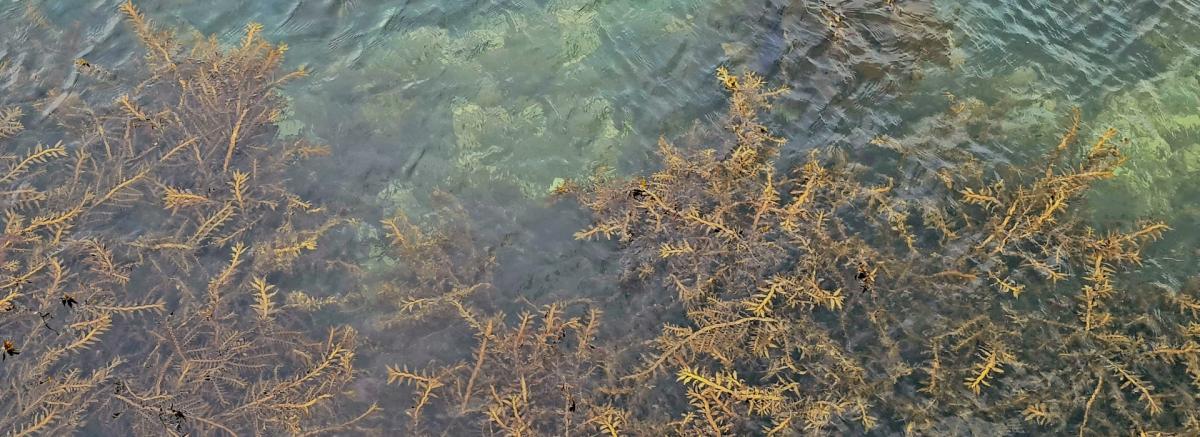 Seaweed in Pōneke Wellington