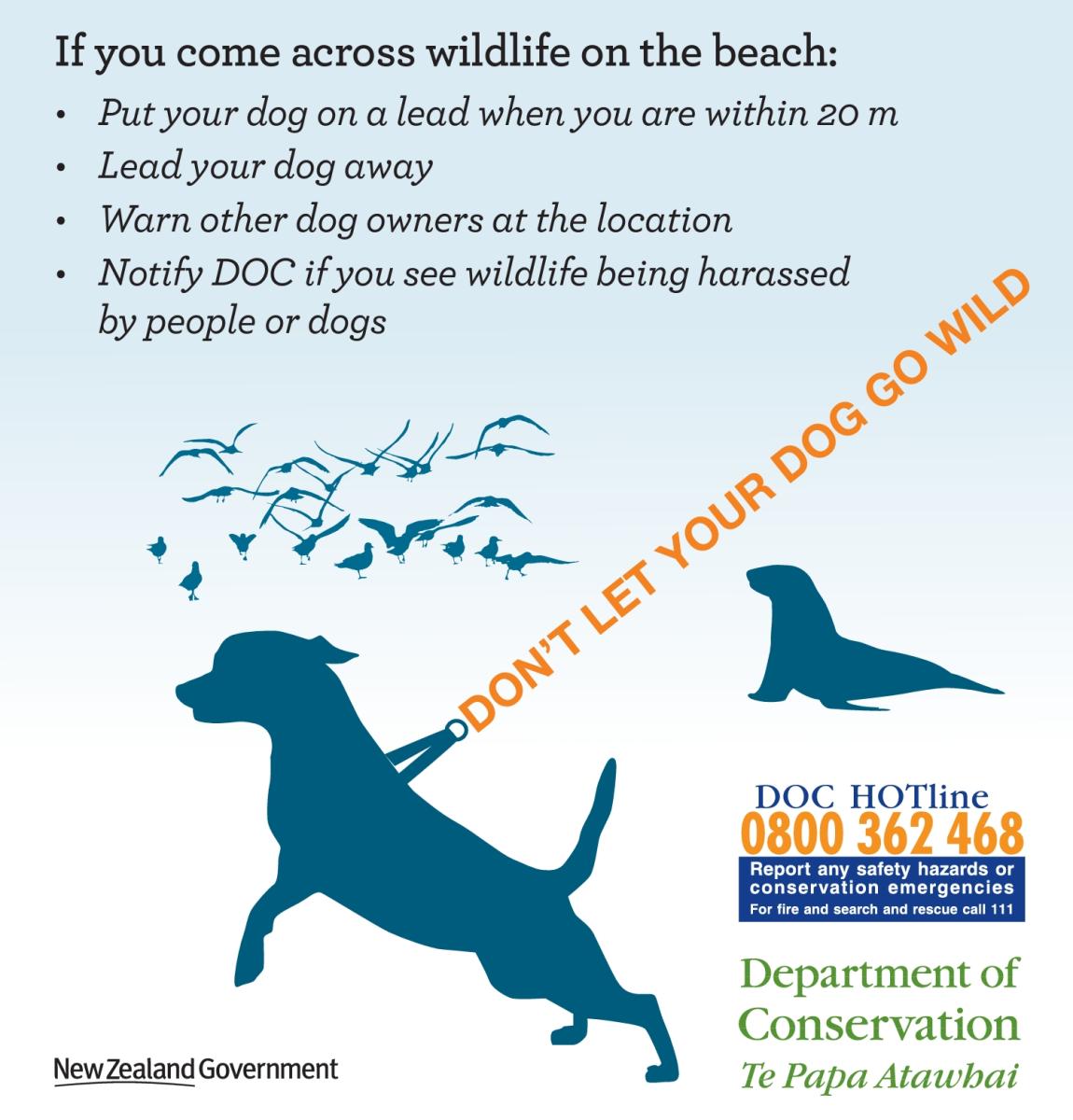 If you come across wildlife on a beach keep your dog on a leash. Image: DOC.