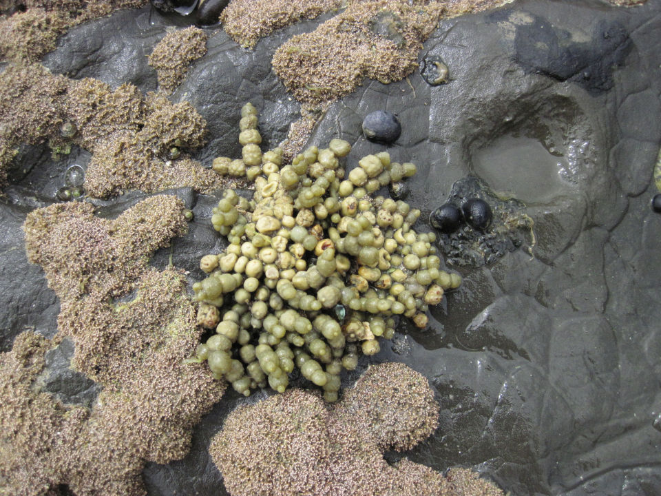 Neptune's Necklace seaweed algae (Hormisira banksii) exposed at low tide,  Rakino Island, New Zealand (NZ). Stock photo from New Zealand (NZ). Photos  and Stock Photography by Rob Suisted