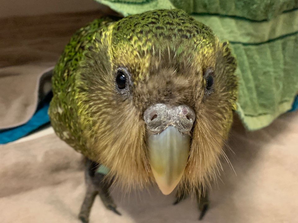 The Wildlife Hospital only treats native animals, some of which are very rare such as this kākāpō. Image: Wildlife Hospital Dunedin.