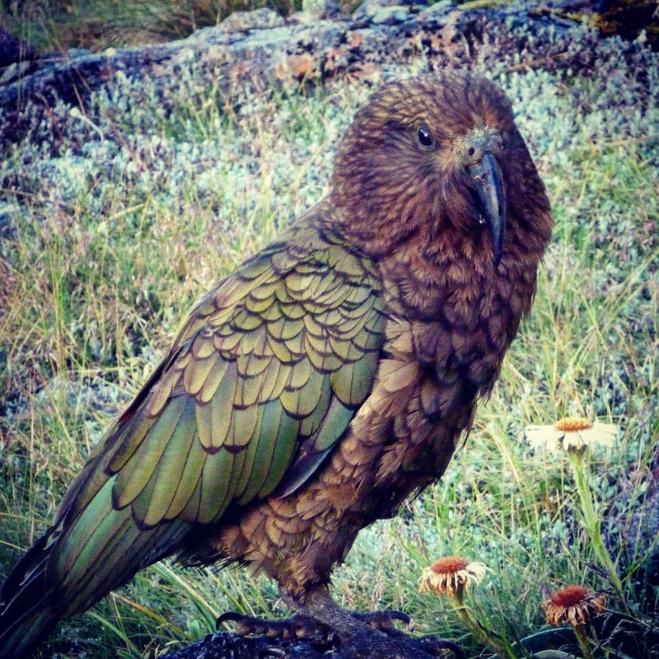 Kea are a threatened species that you may see in the Fiordland mountains. Image: LEARNZ.