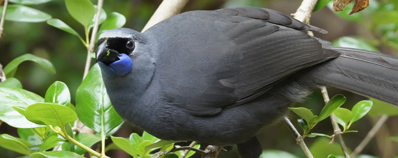 Kōkako. Image: David Cook.