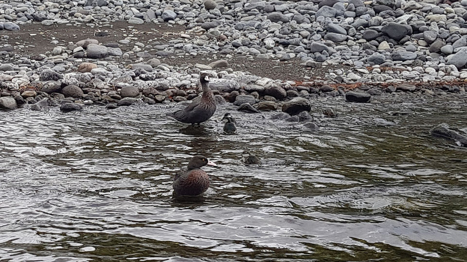 Respect all wildlife when in the outdoors. Image: LEARNZ.