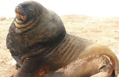 male sea lion