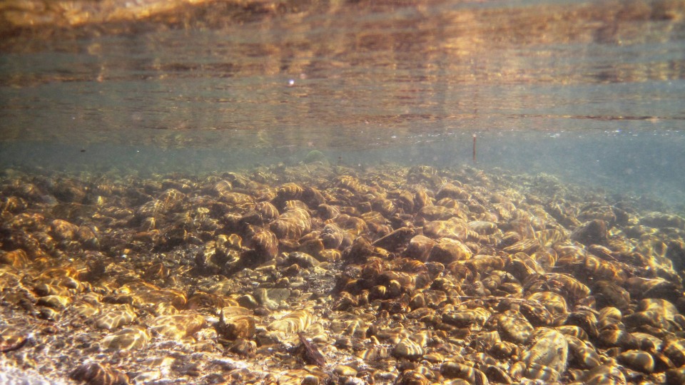 Water has always been a taonga to Māori. Image: LEARNZ.